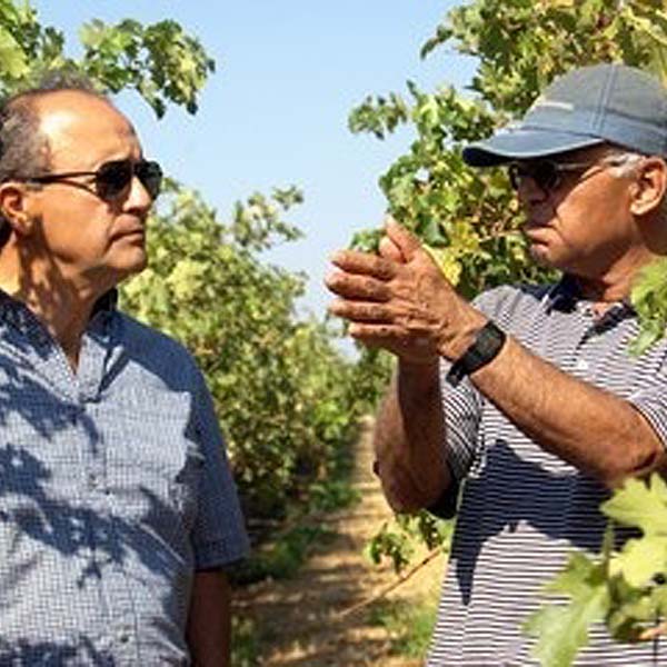 Gallo Winery research scientist Luis Sanchez and Shrini Upadhyaya in a vineyard where a research team is conducting tests with the leafmon sensor